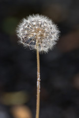 タンポポの綿毛