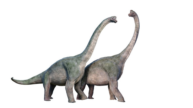 Brachiosaurus altithorax couple