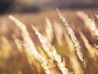 Spikelets yellow at the colorful autumn background