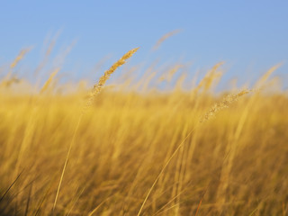 Spikelets yellow at the colorful autumn background