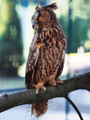 Owl sitting at the bench