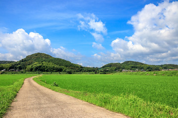 水田と田舎道