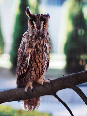 Owl sitting at the bench