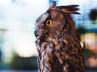 Owl sitting at the bench