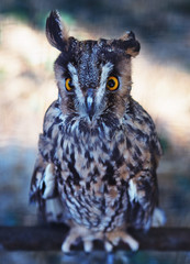 Owl sitting at the bench