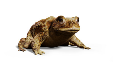 Common Toad (Bufo bufo) sitting, isolated on white background