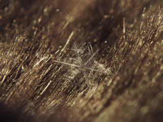 Snowflake big on the gold background