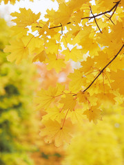 Naklejka na ściany i meble Yellow mapple leaves at the tree
