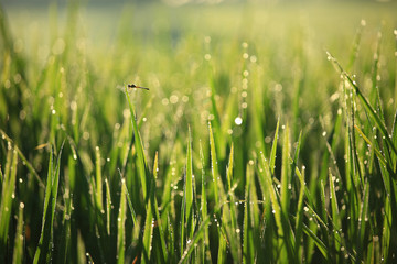 Morning dew on the wheat with dragonfly, Selective focus. Nature background.