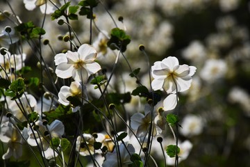 シュウメイギク
