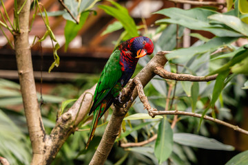 Coconut Lorikeet with head cocked, on branch in Hong Kong