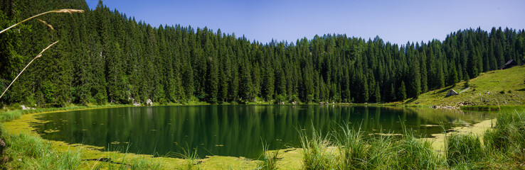 Panorama view of the green lake Planina pri jezeru surrounded with green grass and trees. Summer in Julian Alps, Bohinj, Slovenia, Europe. - obrazy, fototapety, plakaty