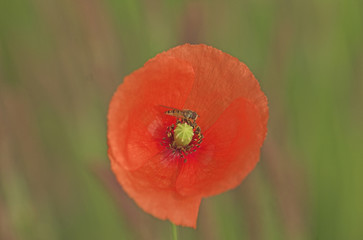 Poppy (papaver rhoeas) flower with hoverfly (episyrphus balteatus) sitting in it