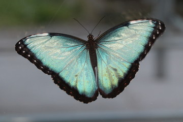 caligo memnon
