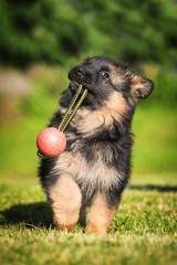 German shepherd puppy playing with a ball © Rita Kochmarjova