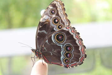 caligo memnon