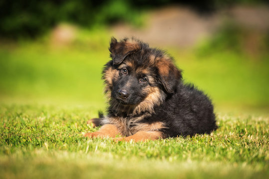 German shepherd puppy lying on the lawn