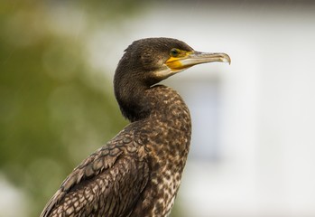 Kormoran Portrait 