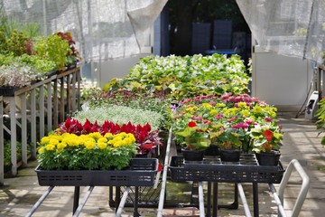 温室で育てられる観葉植物の苗