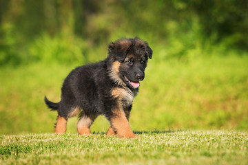 German shepherd puppy walking in the yard