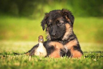 German shepherd puppy with a little duckling