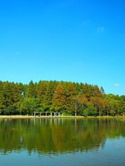 秋空とメタセコイア林