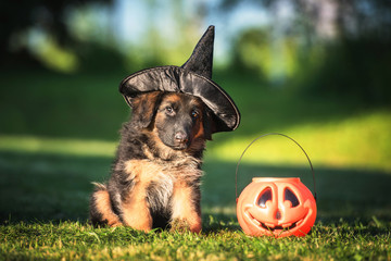 Dressed german shepherd puppy with a halloween pumpkin © Rita Kochmarjova