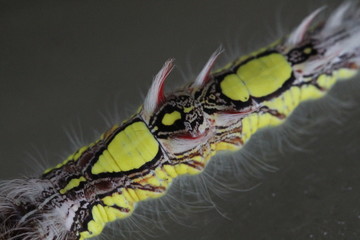 caligo memnon