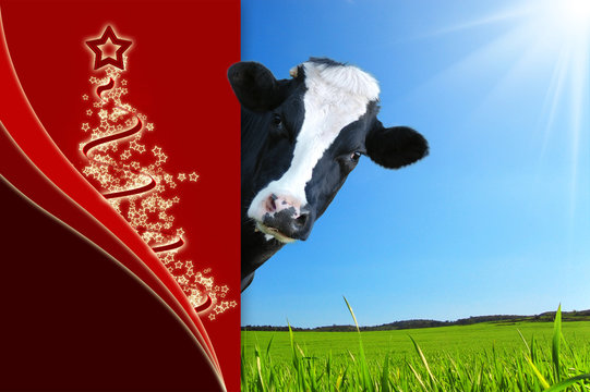 Auguri Natale con mucca che guarda e panorama con prateria e raggi di sole