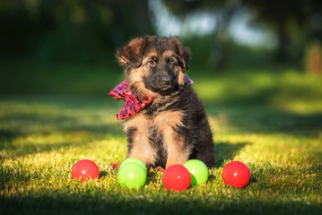 German shepherd puppy sitting among the balls © Rita Kochmarjova