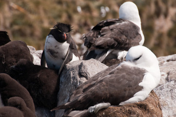 Black-Browed Albatross on Westpoint Island