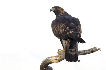 Adult male of Aquila chrysaetos, Golden eagle