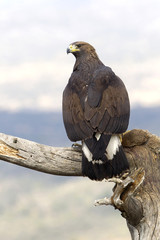 Fototapeta premium Young Aquila chrysaetos, Golden eagle