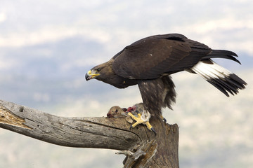 Young Aquila chrysaetos, Golden eagle