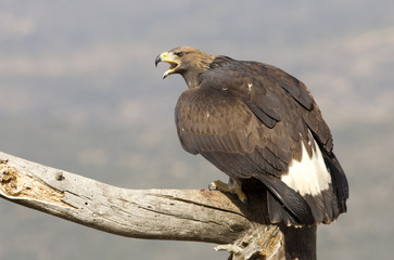 Young Aquila chrysaetos, Golden eagle