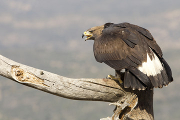 Young Aquila chrysaetos, Golden eagle