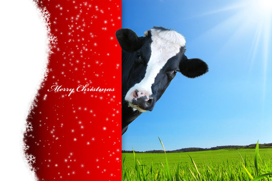 Auguri Natale con mucca che guarda e panorama con prateria e raggi di sole