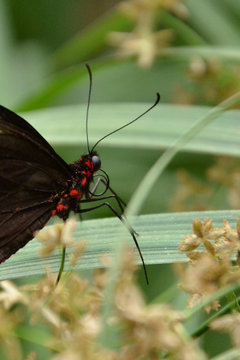 Parides photinus