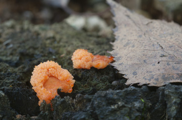 Tubifera ferruginosa