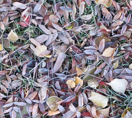 Detail of autumn nature