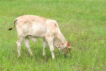 The calf is on a green lawn.