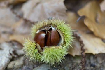 Chestnut