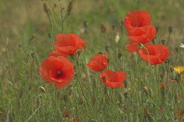 Common Poppy flowers (papaver rhoeas) and seed heads