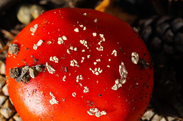Red Fly Afaric mushroom, close-up