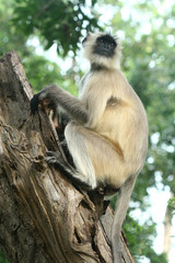 Indian Monkey