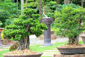 Fototapeta na wymiar beautiful bonsai tree in the garden