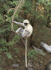 Indian Monkey