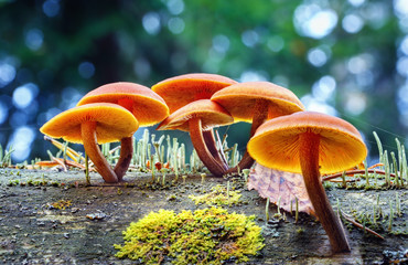 .Inedible Psathyrella mushrooms grow on an old rotten tree.