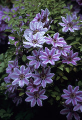 Clematis bush in flower
