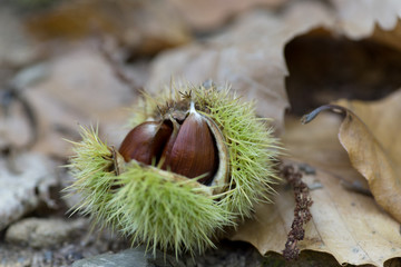 Chestnut
